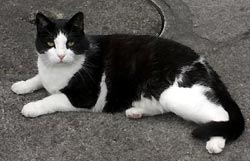 4black-and-white-cat.jpg